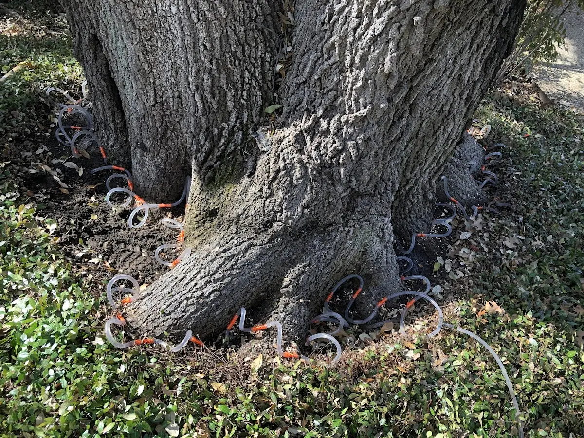 Detailed Tree Cabling and Bracing job site in Ocean Beach