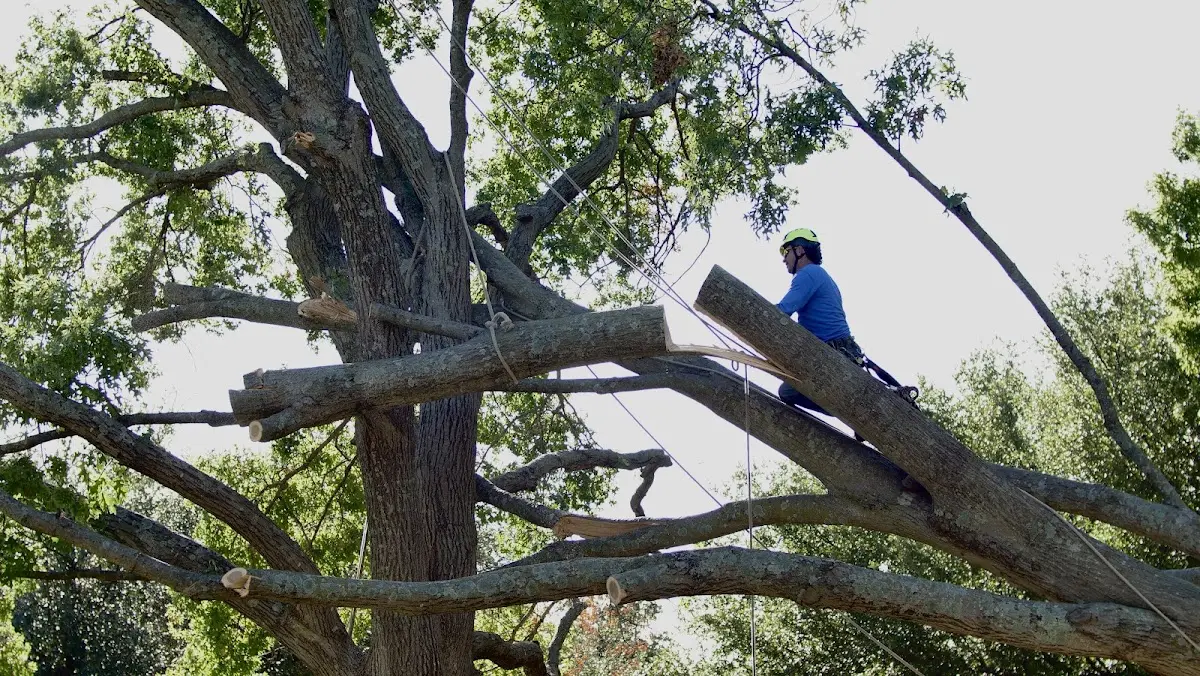 Professional Crown Thinning performed by certified arborists in Ocean Beach